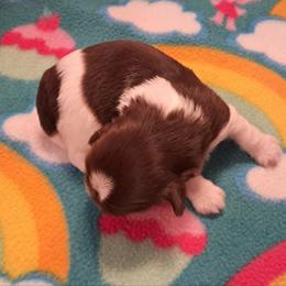 Peanut - Liver and white male Shih Tzu puppy in Silver Springs, Nevada from Meadowlyn's Dream Shih Tzu