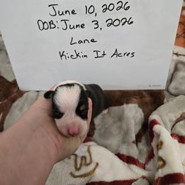 Lane - Black and tan female Pembroke Welsh Corgi puppy in Chariton, Iowa from Kickin It Acres BCs