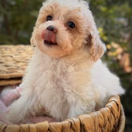 Poodle puppies from Starlight Goldendoodles