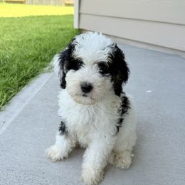 Pairs - Tri-color female Bernedoodle puppy in Katy, Texas from Tails of Cypress