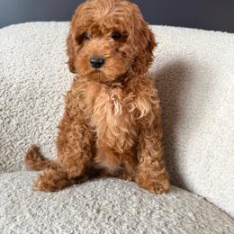 Rosie - Red  female Goldendoodle puppy in Lowville, New York from Adirondack Goldendoodles