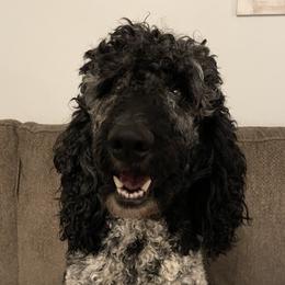 Bristol - Poodle