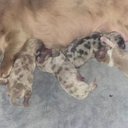 Boy 1 - Fawn (Isabella) male Dachshund puppy in Port Charlotte, Florida from Vicki's Dachshund Crossing