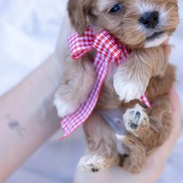 Girl 3 - Red female Cavapoo puppy in Northport, Alabama from Alex Camp