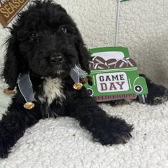 Faith - Black female Irish Doodle puppy in Galloway, Florida from Heavenly Poodles