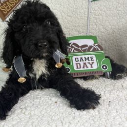 Faith - Black female Irish Doodle puppy in Galloway, Florida from Heavenly Poodles