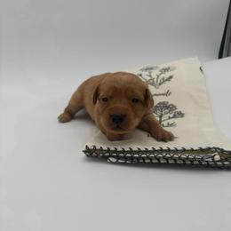 Gray - Yellow female Labrador Retriever puppy in Heath Springs, South Carolina from Rich Hill Retrievers