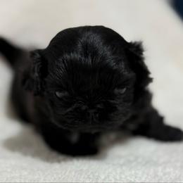 Boy 2 - Black male Pekingese puppy in Clinton, Tennessee from Gracelands Pekingese
