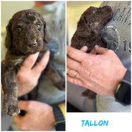 Tallon - Red tri-color male Aussiedoodle puppy in Berrien Spring, Michigan from Red Bud Beautiful Doodles
