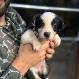 Pikachu - Black and white female Border Collie puppy in Madisonville, Kentucky from Parris Border Collies