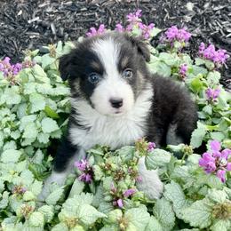 Willa - Black tri-color female Australian Shepherd puppy in Loda, Illinois from Pilcher Farms