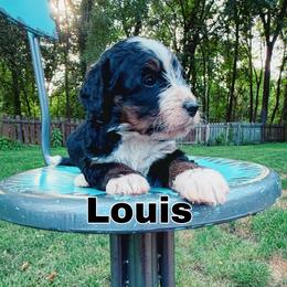 Louis - Tri-color male Bernedoodle puppy in Sherman, Illinois from Shirl Doodle Life
