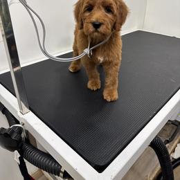 Bernedoodle, Cavapoo, Goldendoodle, Miniature Schnauzer, and Poodle Puppies from Alyssa Xxweetdoodles