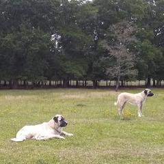 Kangals from Carolina Kangals
