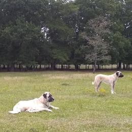 Kangals from Carolina Kangals