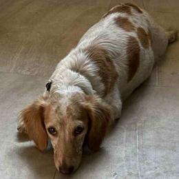 Mabel - Dachshund