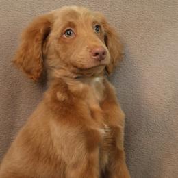 Dandy - Brown male Bernedoodle puppy in Westminster, South Carolina from Goldendoodlepuppiessc