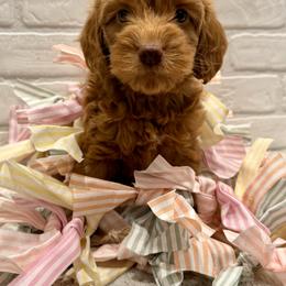 Purple Collar Girl - Red  female Goldendoodle puppy in San Augustine, Texas from Vintage Doodles