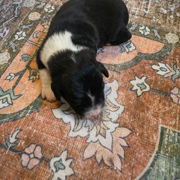 Girl 3 - Black tri female Miniature American Shepherd puppy in Griswold, Connecticut from Flatrock Kennels of CT