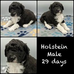 Holstein - Parti male Poodle puppy in Grass Valley, California from Sapphire Ridge Poodles