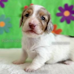 Scrappy-Doo - Dapple male Dachshund puppy in Chandler, Arizona from Vonaducci Doxies, LLC.