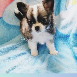 Chihuahua and Pomeranian Puppies from Bliss Acres Farm