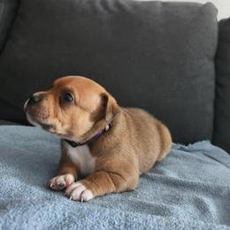 Staffordshire Bull Terrier Puppies from Tier 1 Staffordshire Bull Terriers