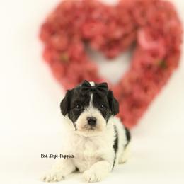 Sparky (Black Collar) - Black and white male Cavapoo puppy in Republic, Missouri from Red Skye Puppies