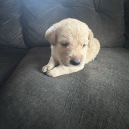 Lime Green - Yellow female Labrador Retriever puppy in Durango, Colorado from Burress Family Farm and Kennels
