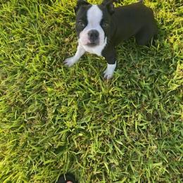 Boston Terrier Puppies from I Love Pups