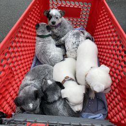 Australian Cattle Dog Puppies from Foxglove Field Farm