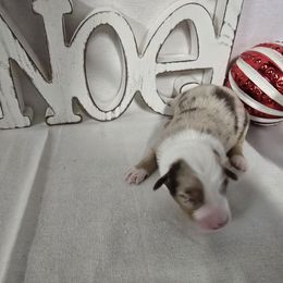 Boy 2 - Blue merle male Australian Shepherd puppy in Lakeland, Florida from Diamond P Australian Shepherds