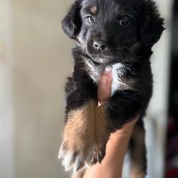 Andes - Black tri male Miniature Australian Shepherd puppy in Clarkesville, Georgia from North Georgia Gems