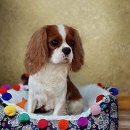 Pumpkin - Cavalier King Charles Spaniel