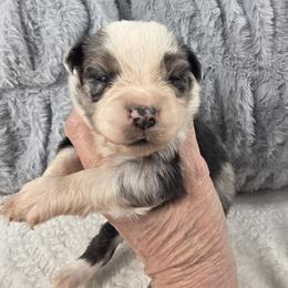 G5 - Blue merle female Miniature Australian Shepherd puppy in Citra, Florida from Southpaw Herders LLC