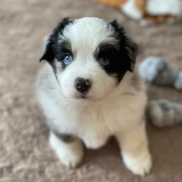 Jasper - Blue merle male Miniature Australian Shepherd puppy in Wesley Chapel, Florida from August Oaks Aussies