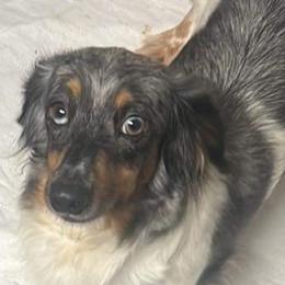 Sable - Dachshund