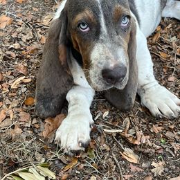 Mary - Basset Hound