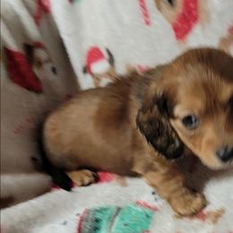 Dancer. (Non Dapple) - Red male Dachshund puppy in Terlton, Oklahoma from CLARK'S BREEDING PROGRAM