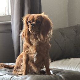 Cavalier King Charles Spaniel puppies from Columbia Cavaliers