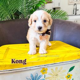 Kong - Red male Bernedoodle puppy in West Haven, Utah from Split Mountain Doodles