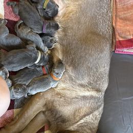 German Shepherd Puppies from Legacy K9’s