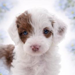 Blue - Brown and white male Aussiedoodle puppy in Byron, Georgia from Southern Olive Doodles 🫒