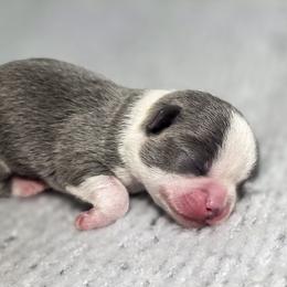 Bluey NFS YET - Blue and white male Chihuahua puppy in Portland, Oregon from PNW Toy Breeds
