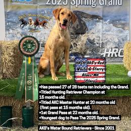 Glory - Labrador Retriever