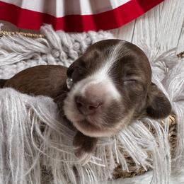 Golden Tempo (Goldie) - Brindle female Dachshund puppy in Fayetteville, West Virginia from Loop Creek Dachshunds