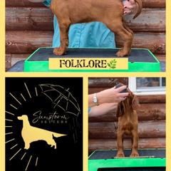 Folklore - Irish Setter puppy from Sunstorm Setters