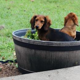 Dachshund Puppies from EntityDachs