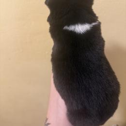 Valentine - Black and white female Siberian Husky puppy in Winston, Oregon from Frozen Heart Huskies