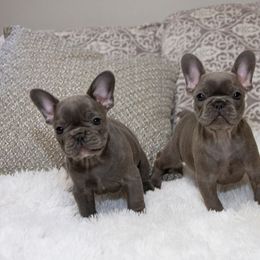 Chihuahua and French Bulldog Puppies from Destiny Chihuahuas